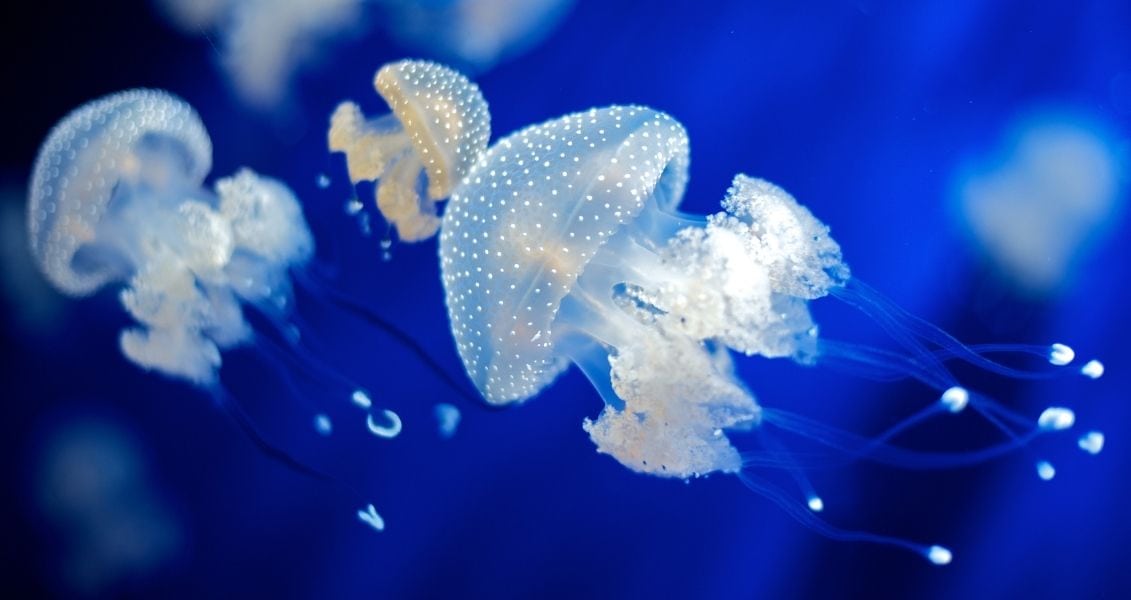 World Jellyfish Day