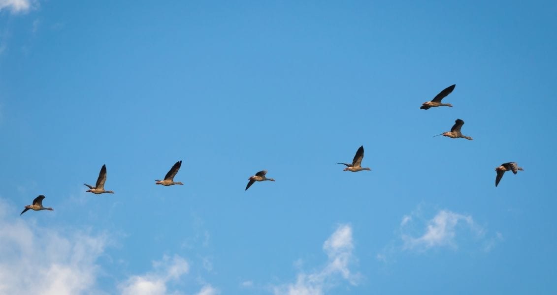 World Migratory Bird Day