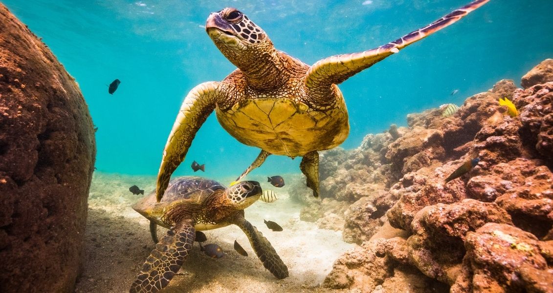 World Sea Turtle Day