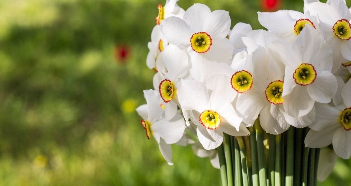 World Daffodil Day