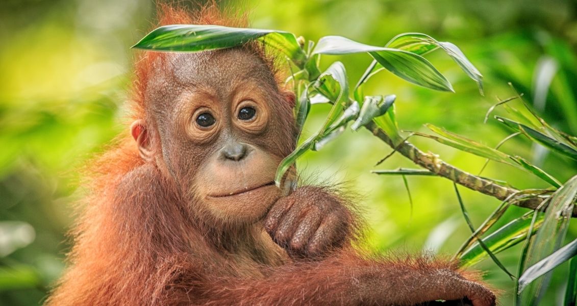 World Orangutan Day