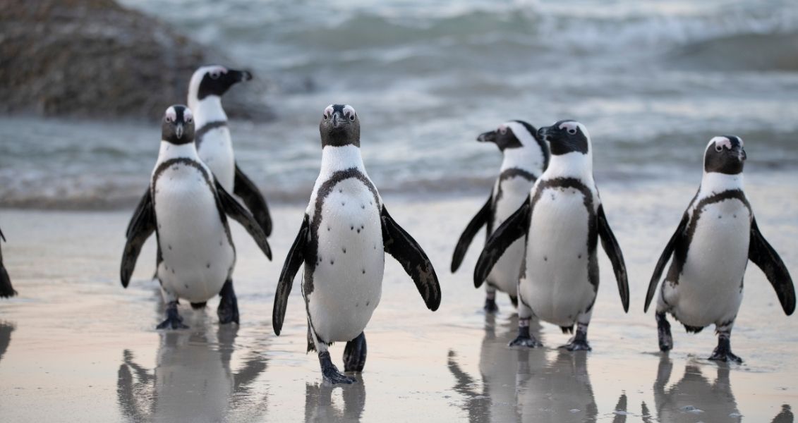 World Penguin Day