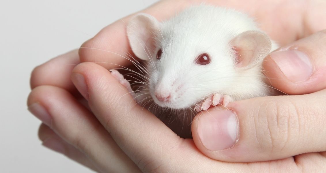 International Day for the Protection of Laboratory Animals