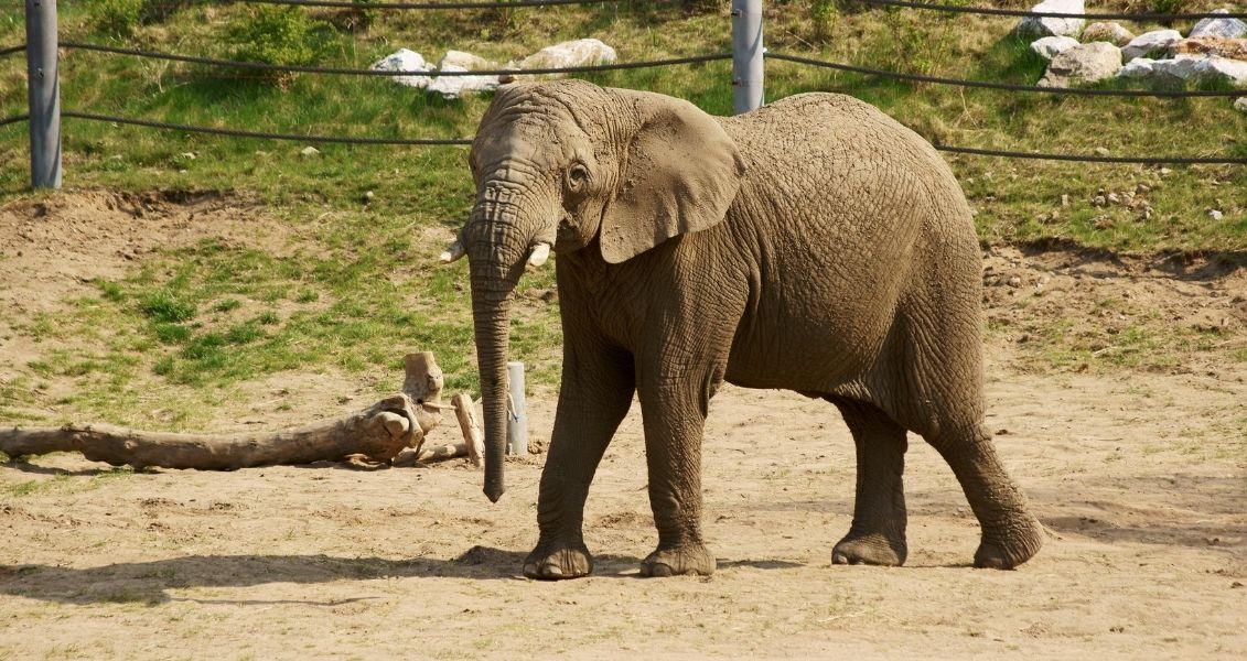 World day for the protection of elephants in zoos