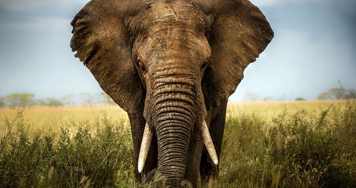 World Elephant Protection Day