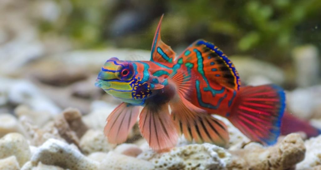 How International Matchmaking Differs from Dating Apps World Aquatic Day