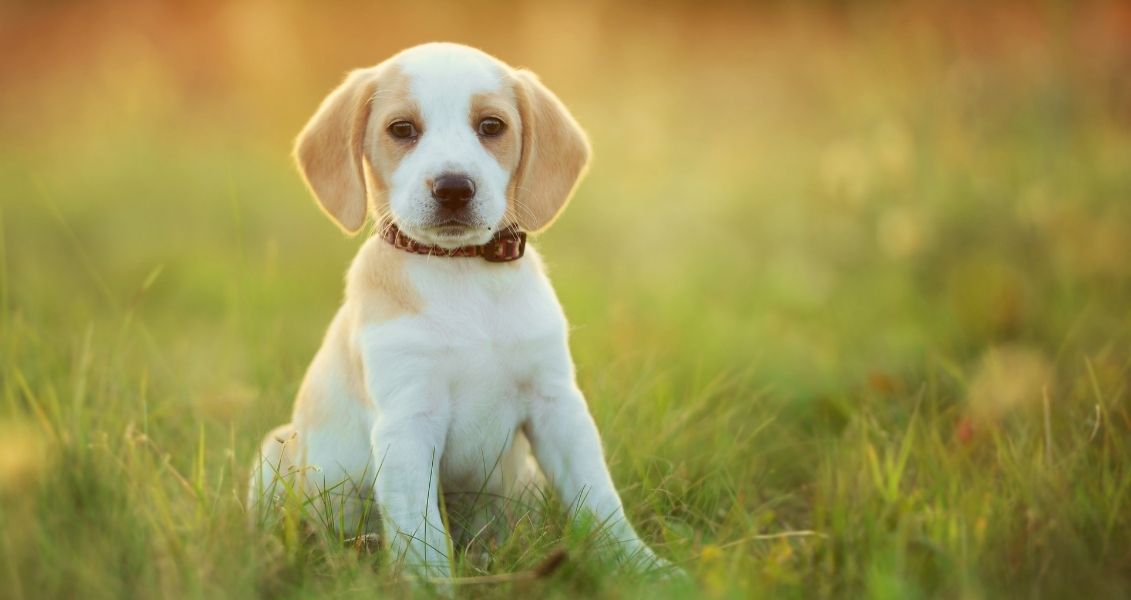 World Dog Day