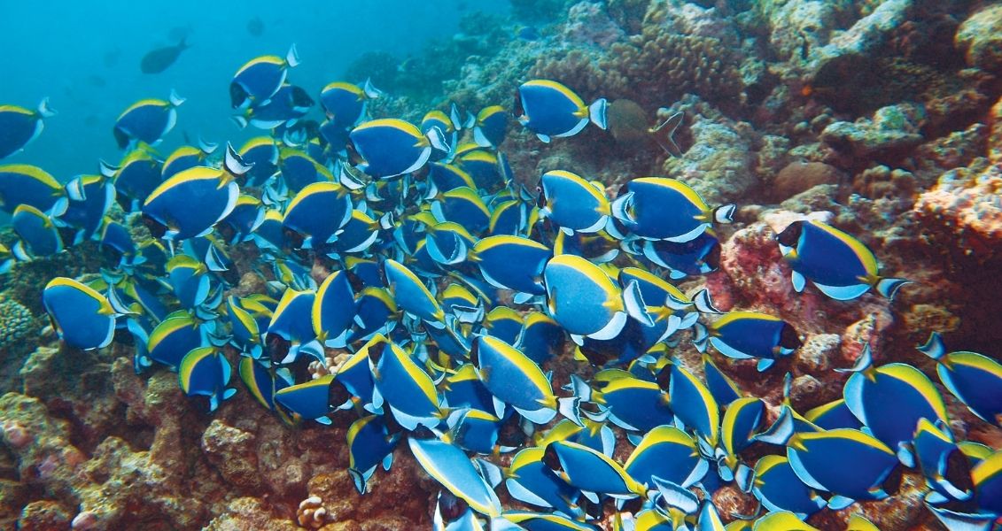 World Fish Migration Day