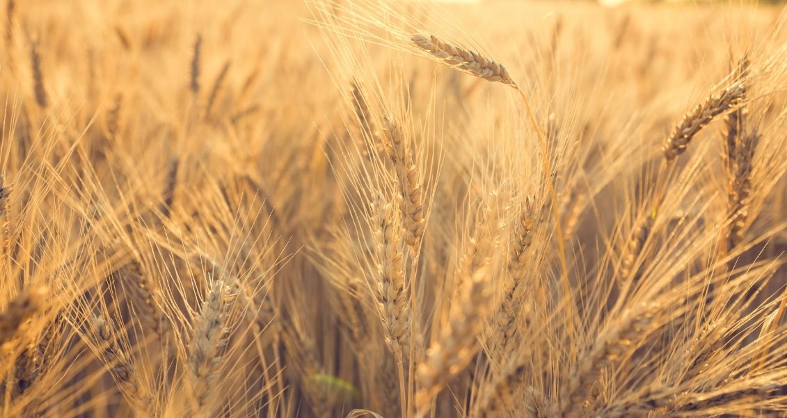 World Grain Day or International Whole Grain Day