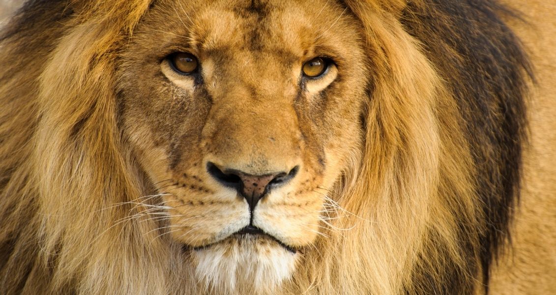World Lion Day