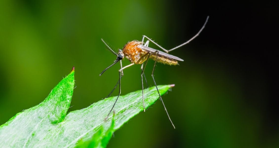 World Mosquito Day
