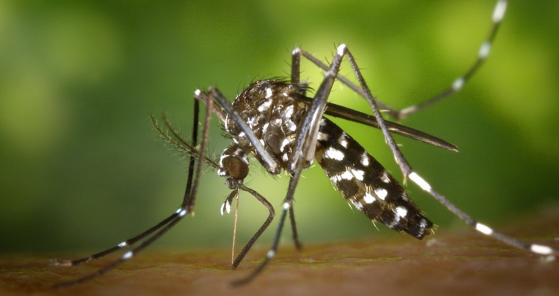 World Pest Control Day
