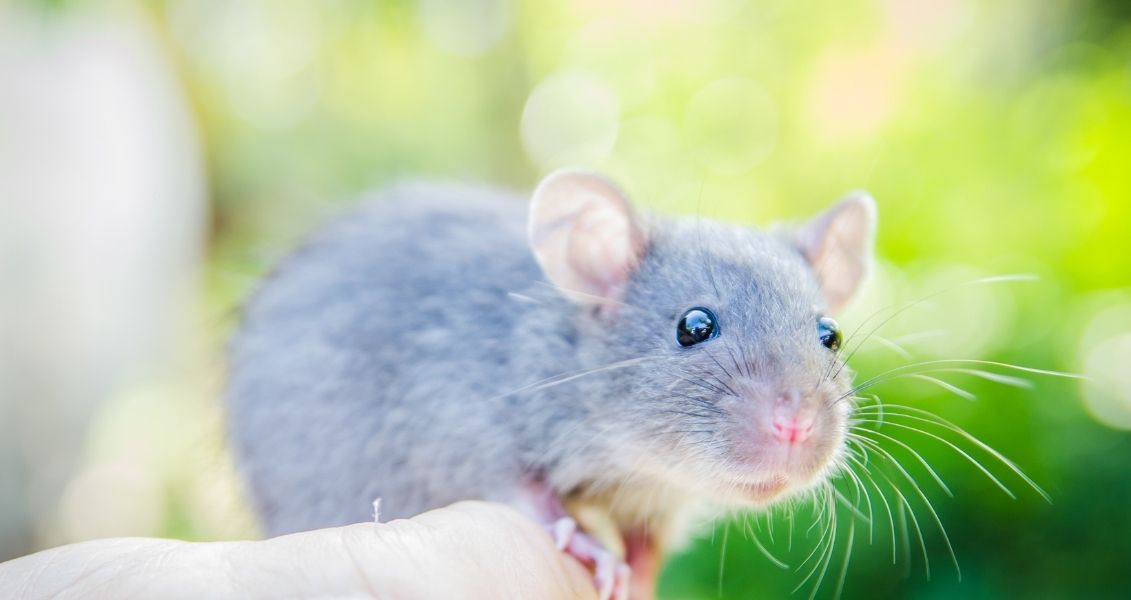 World Rat Day