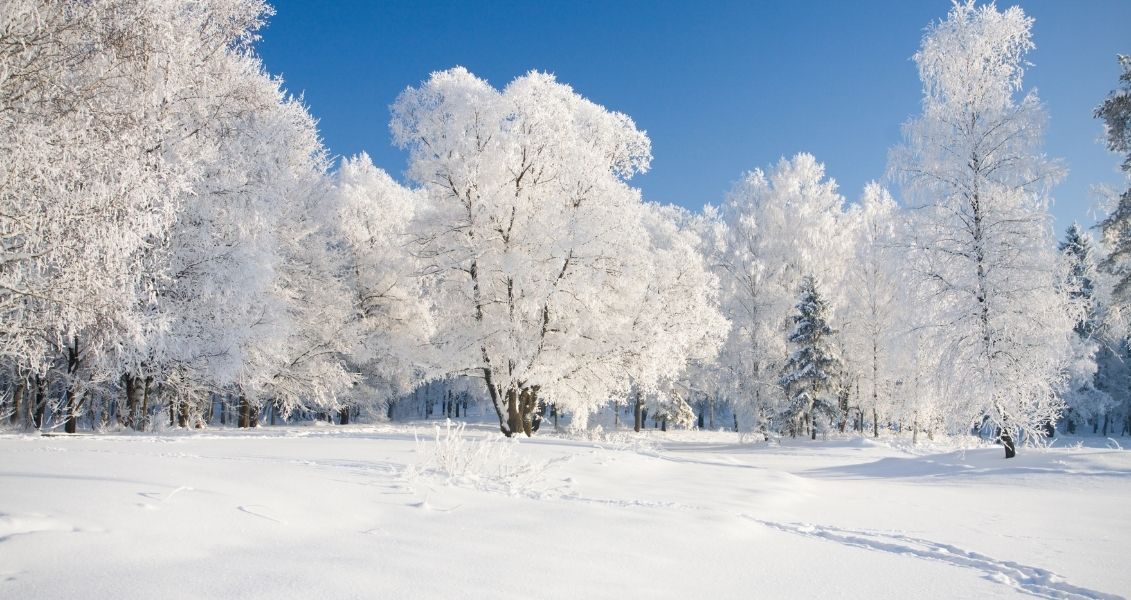World Snow Day