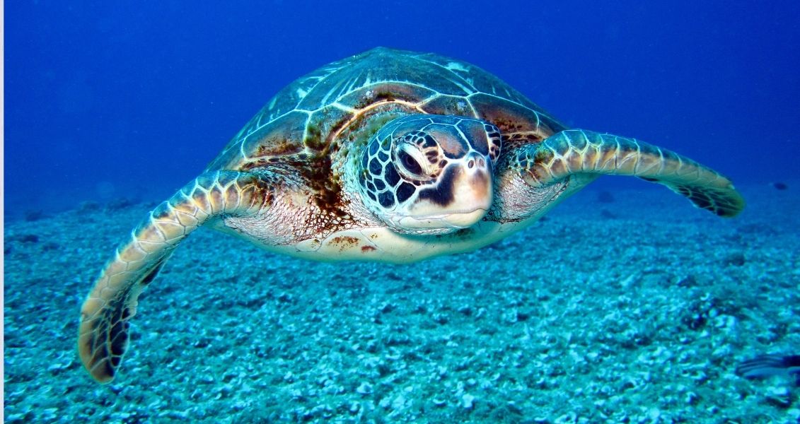 World Wildlife Day