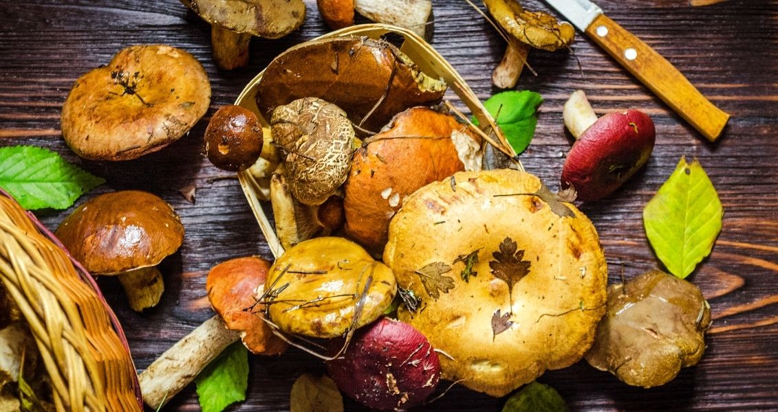 World day of mushroom pickers