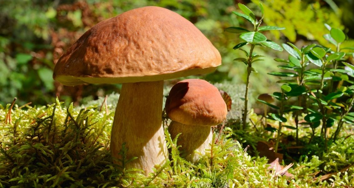 European Mushroom Day