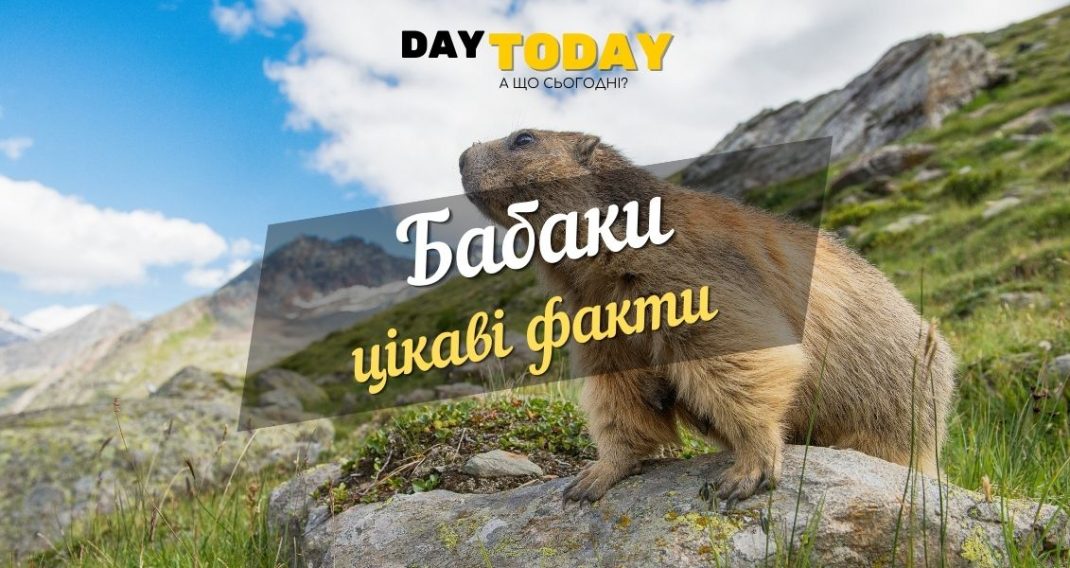 14 interesting facts about marmots