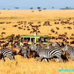 safari-3
