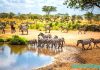 Exploring the Enigmatic Charm of Tanzania: A Safari Adventure