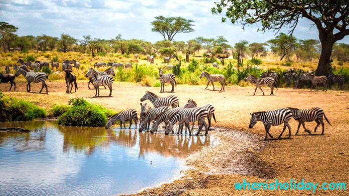 Exploring the Enigmatic Charm of Tanzania: A Safari Adventure
