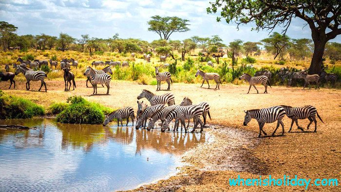 Exploring the Enigmatic Charm of Tanzania: A Safari Adventure